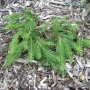 Eglė paprastoji (Picea abies) 'Formanek'